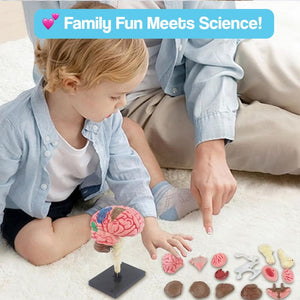 Little Anatomist 4D Build & Learn Science Kits with 32 detachable anatomy model parts for hands-on STEM education