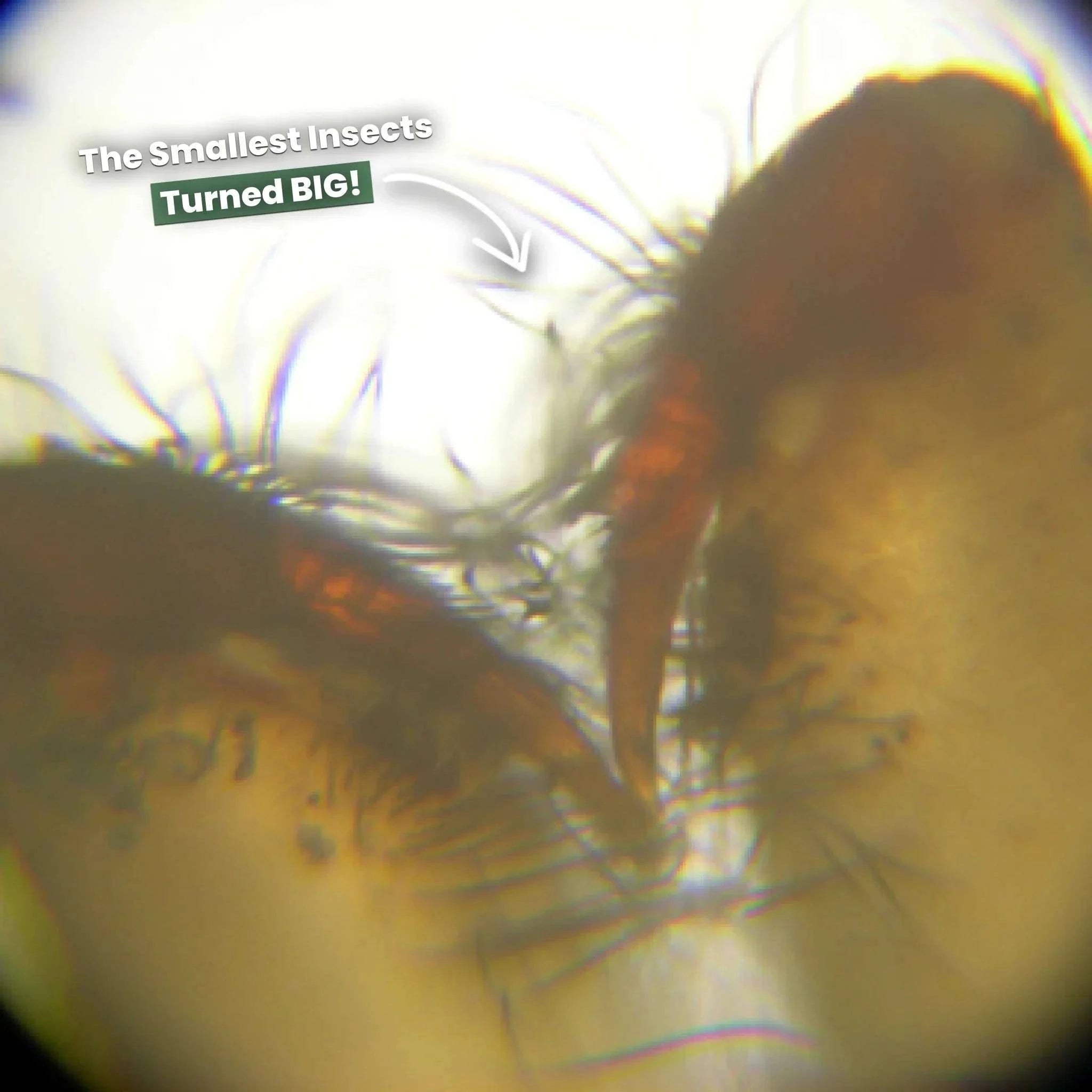 The Original Miniscope™ - Christmas Collection